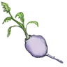 Logo for tinyturnip